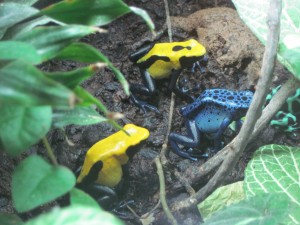 Frogs and other interesting creatures can be found upstairs. Copyright Deborah Abrams Kaplan