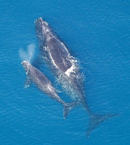 A sperm whale and baby