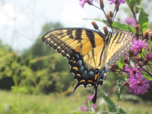 Lots of butterfiles at Bowman's Hill Preserve. Copyright Deborah Abrams Kaplan