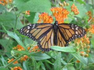 Another butterfly and flowers. Copyright Deborah Abrams Kaplan