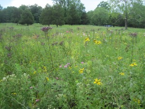 The wildflower meadow before you enter the preserve. Copyright Deborah Abrams Kaplan