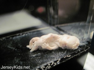 8 week old fetus. Copyright Deborah Abrams Kaplan