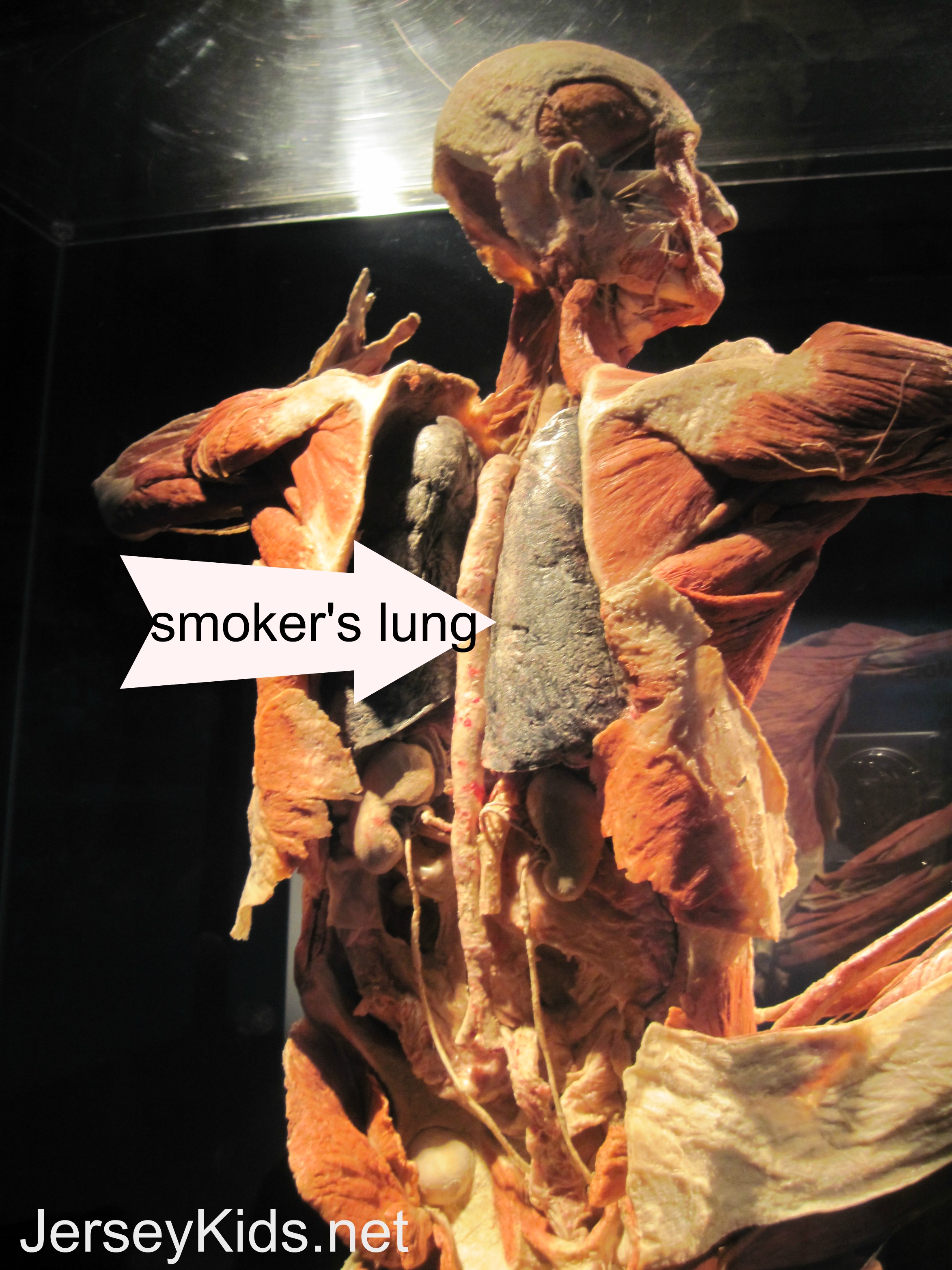 body worlds & the cycle of life reviews
