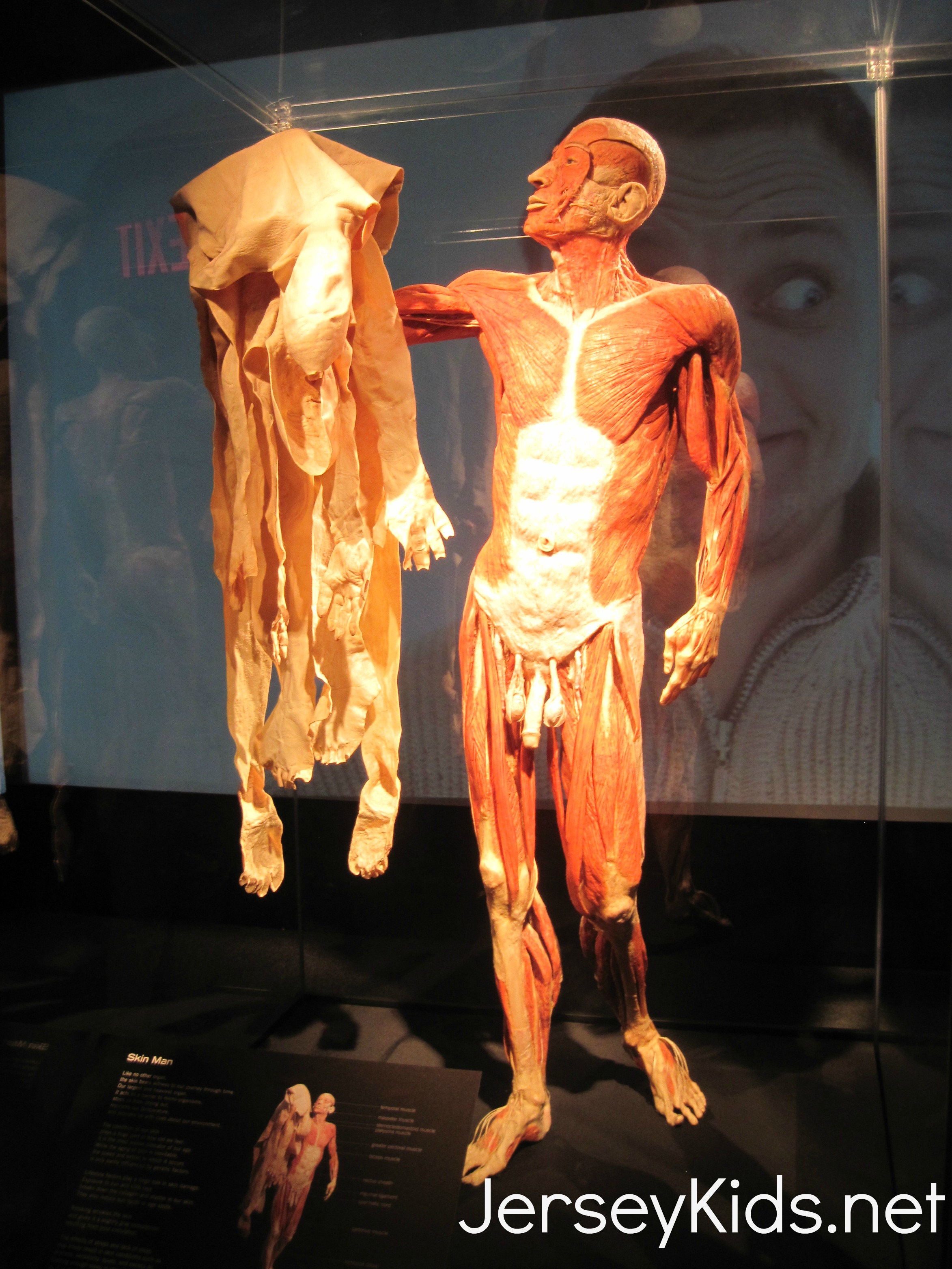 Body Worlds: Pulse - Good for Kids 