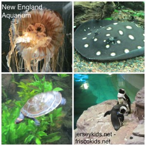 New England Aquarium