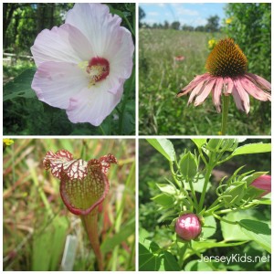 wildflowers