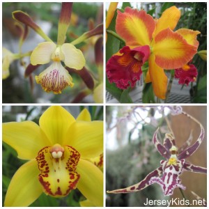 more orchids