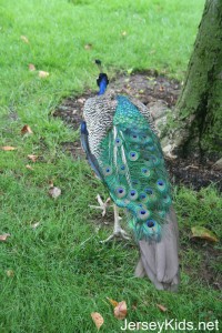 Peacocks and peahens roam the grounds.