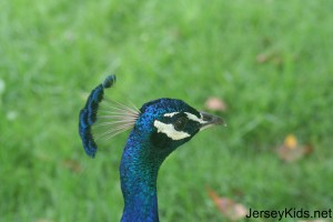 peacock2