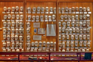 The Hyrtl Skull Collection George Widman, 2009, for the Mütter Museum of The College of Physicians of Philadelphia 