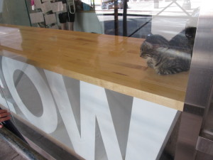 The Meow Parlour in New York City. Photo copyright Deborah Abrams Kaplan.