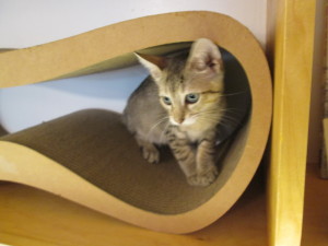 Cute kittens and cats at the Meow Parlour in NYC. Photo copyright Deborah Abrams Kaplan