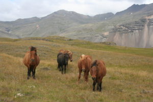 Any excuse to put a horse picture here. Copyright Deborah Abrams Kaplan