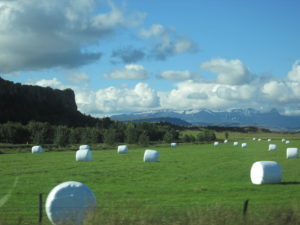 Wrapped hay bales. Copyright Deborah Abrams Kaplan