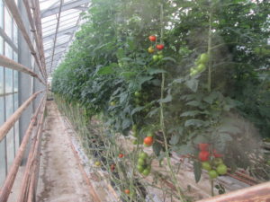 Unrelated picture. They grow tomatoes geothermal-powered greenhouses. Copyright Deborah Abrams Kaplan