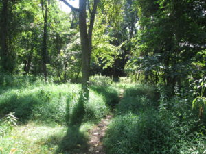 It's a short, but pretty walk to the stream. Copyright Deborah Abrams Kaplan