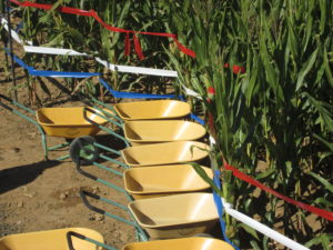 Wheelbarrows for pumpkin picking. Copyright Deborah Abrams Kaplan