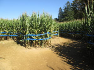 One of the larger letters in the corn maze. Copyright Deborah Abrams Kaplan