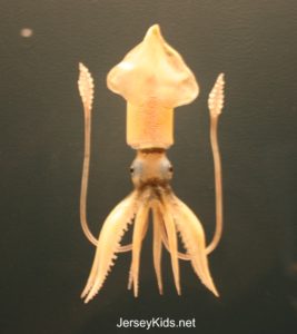 One of 700 glass marine animals.