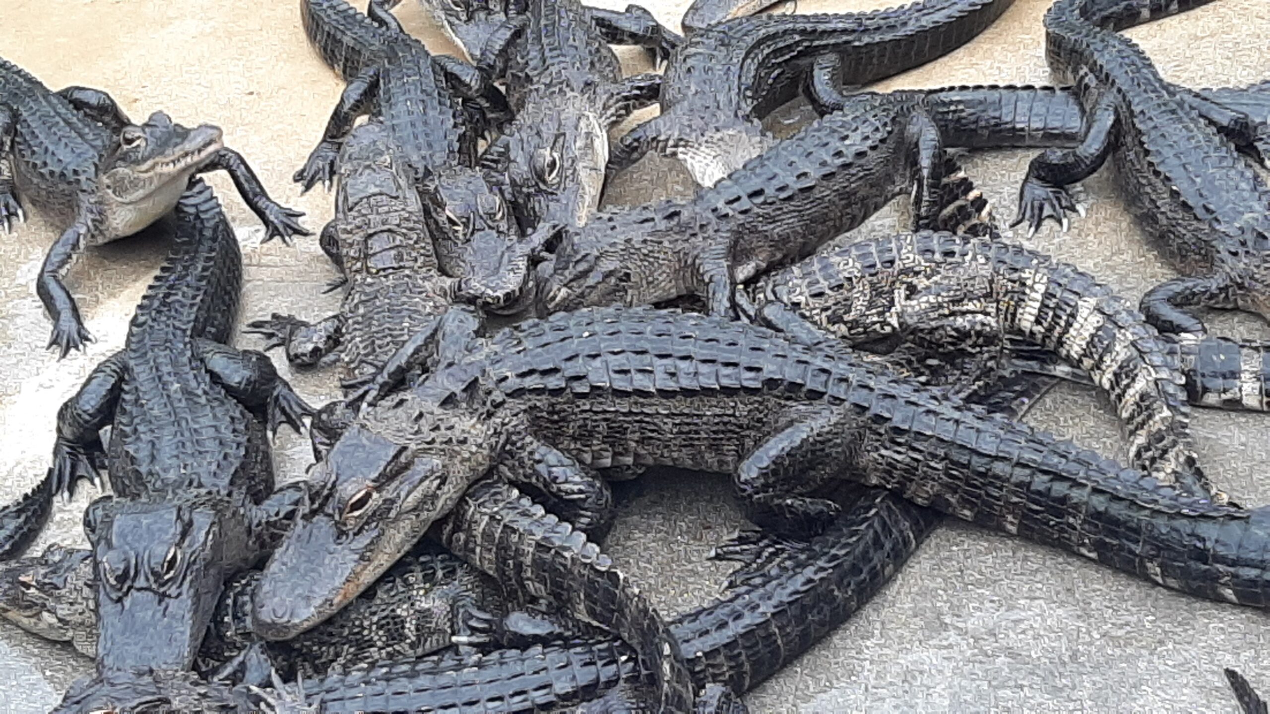 Everglades Alligator Farm Reviews